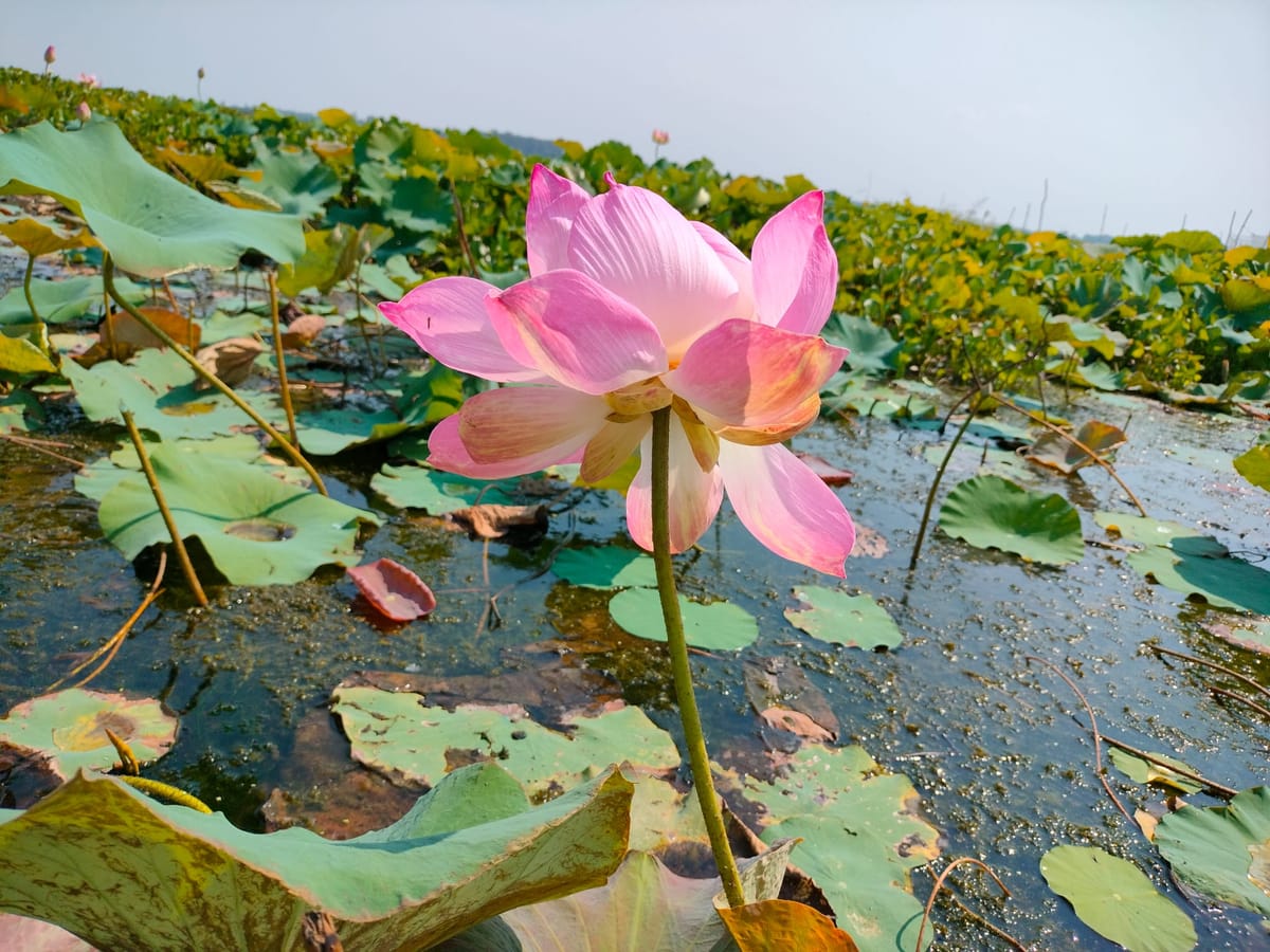 La ferme de lotus