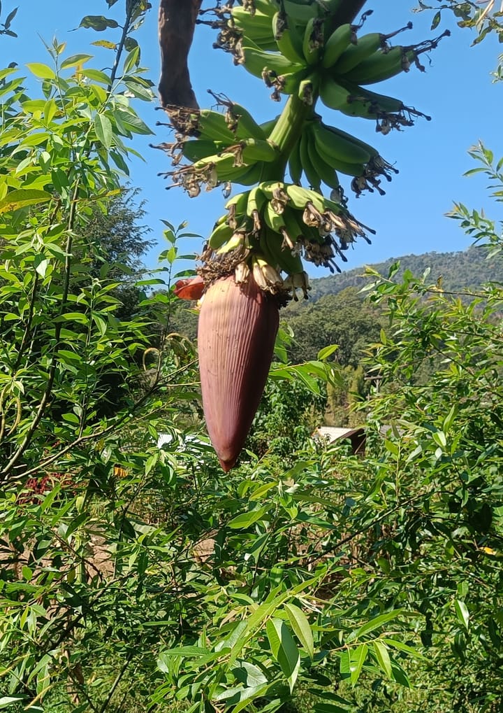 Banana