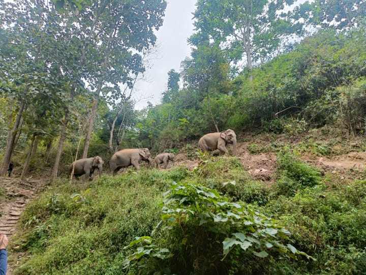 Mekong Elephant Park Sanctuary