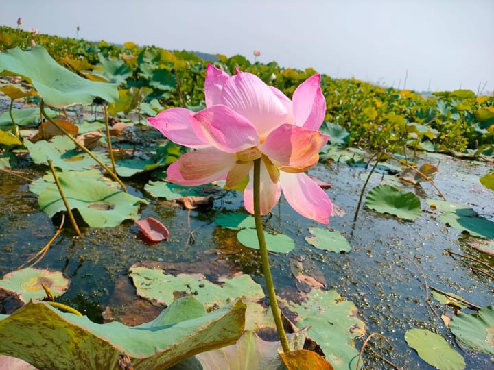 La ferme de lotus